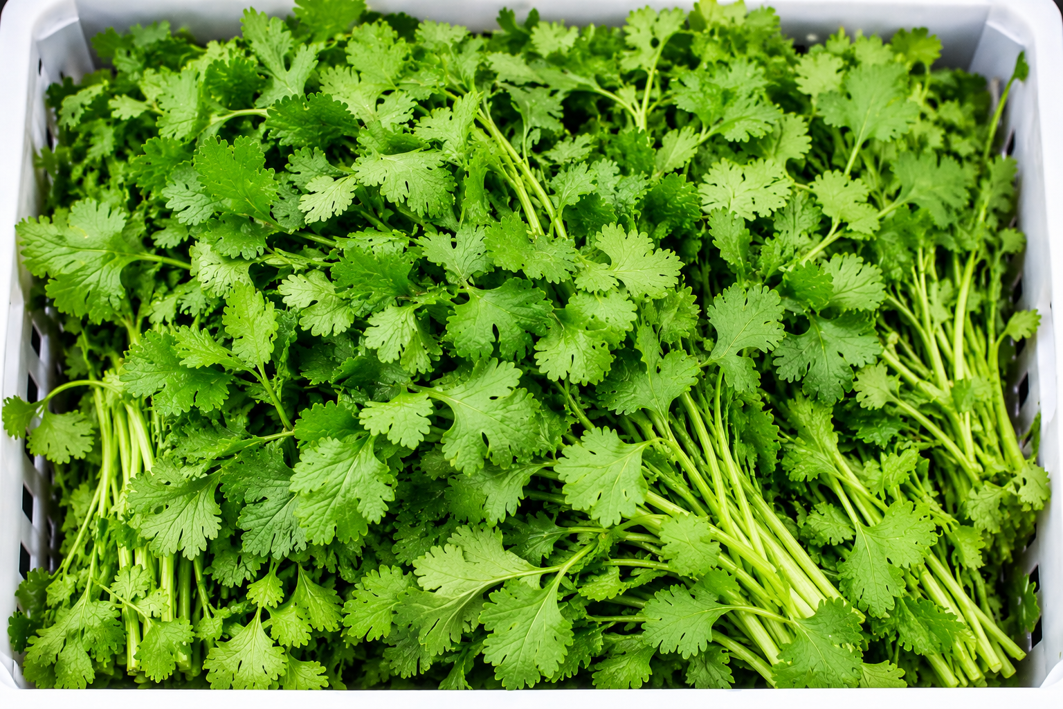 Cilantro