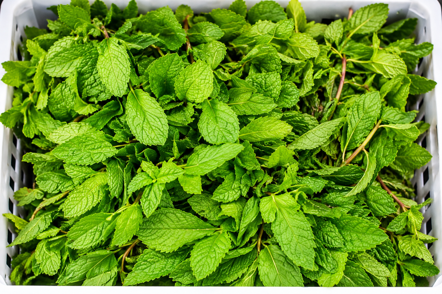 Mint